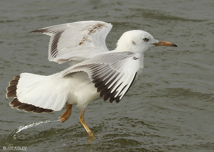       Slender-billed Gull Larus genei   22-02-12   